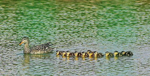 《星露谷物语2》有望开发？制作人松口谈续作可能性